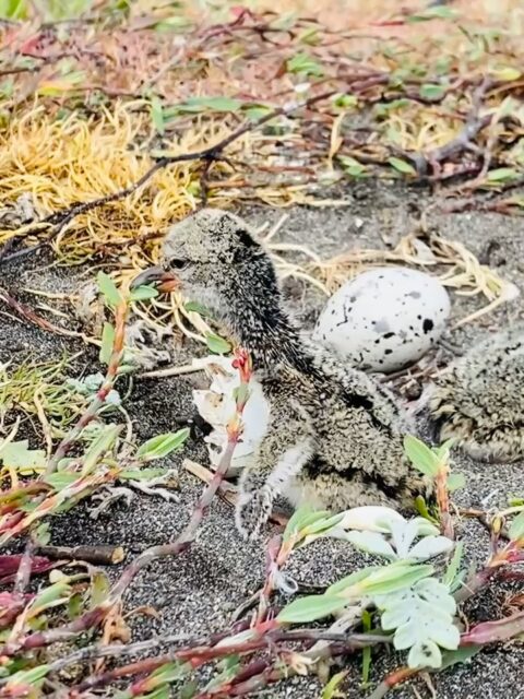 Con mucha alegría damos inicio a la nueva temporada reproductiva del Pilpilén Común 2025-2026. 🐦✨
Confirmamos que, una vez más, nuestros visitantes eligieron el mismo polígono de aprox. 1 km para poner sus huevos y criar a sus polluelos.

Esta frágil zona está expuesta a múltiples amenazas, pero algunas de ellas podemos reducir entre todos:
🚫 Ingreso de vehículos a la playa
🚫 Mascotas sueltas

Por eso, te pedimos tu apoyo: evita estas conductas y ayúdanos a proteger esta especie tan emblemática de nuestro santuario.